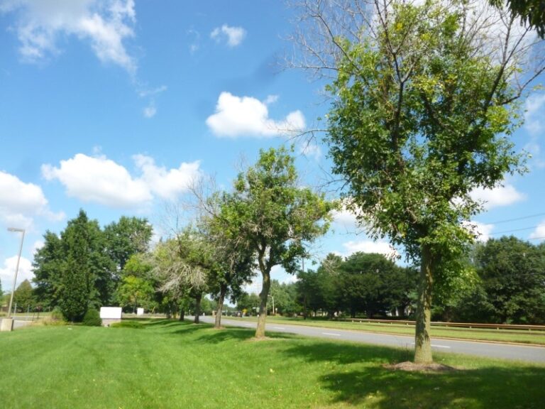 Differentiating the Common Wood Borers of Ash Trees