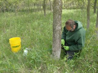 Fighting invasive emerald ash borers with woodpeckers and citizen scientists